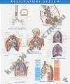 Netter Anatomy Chart Respiratory System