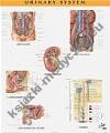 Netter Anatomy Chart Urinary System