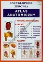 Atlas anatomiczny Encyklopedia zdrowia 40