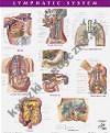 Netter Anatomy Chart Lymphatic System