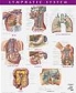 Netter Anatomy Chart Lymphatic System