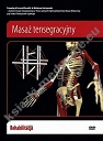 Masaż tensegracyjny