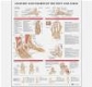 Anatomy and Injuries of the Foot and Ankle