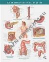 Netter Anatomy Chart Gastrointestinal System
