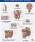 Netter Anatomy Chart Male Reproductive System