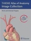 Atlas of Anatomy Image Collection Neck & Internal Organs DVD