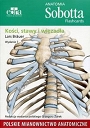 Anatomia Sobotta Flashcards Kości stawy i więzadła Polskie mianownictwo anatomiczne