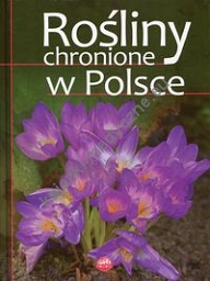 Rośliny chronione w Polsce